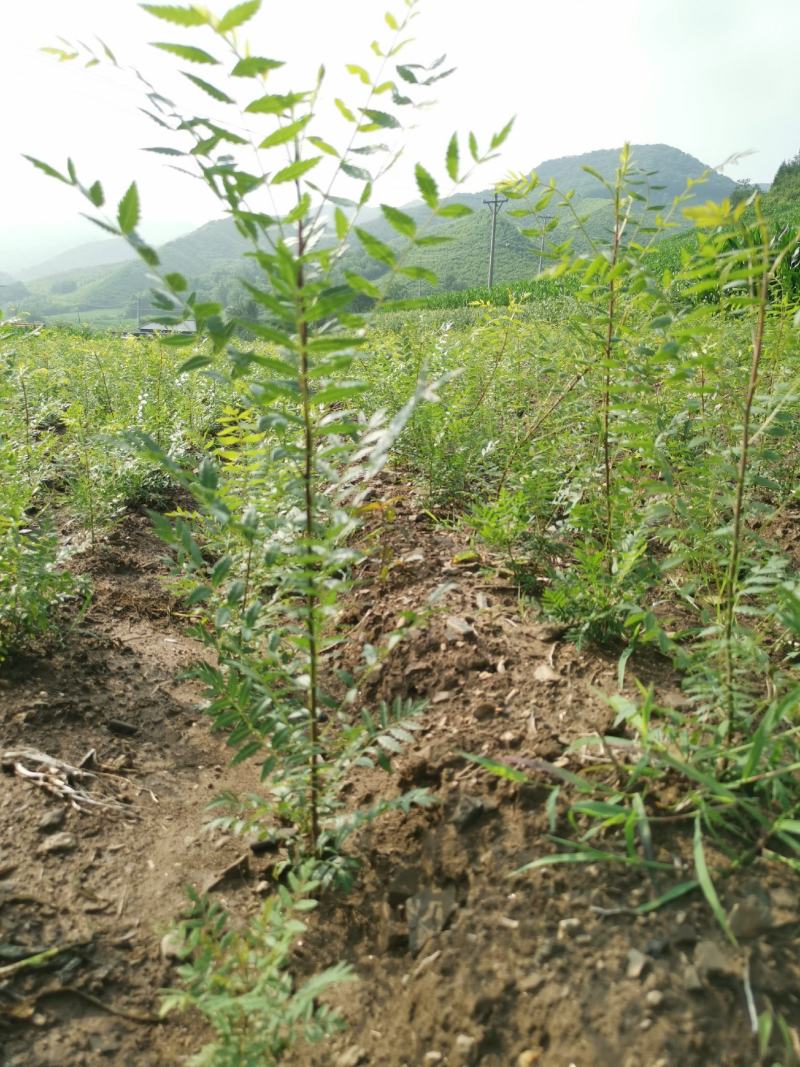 文冠果苗，3o到1米大垅种植裸根苗品质保证