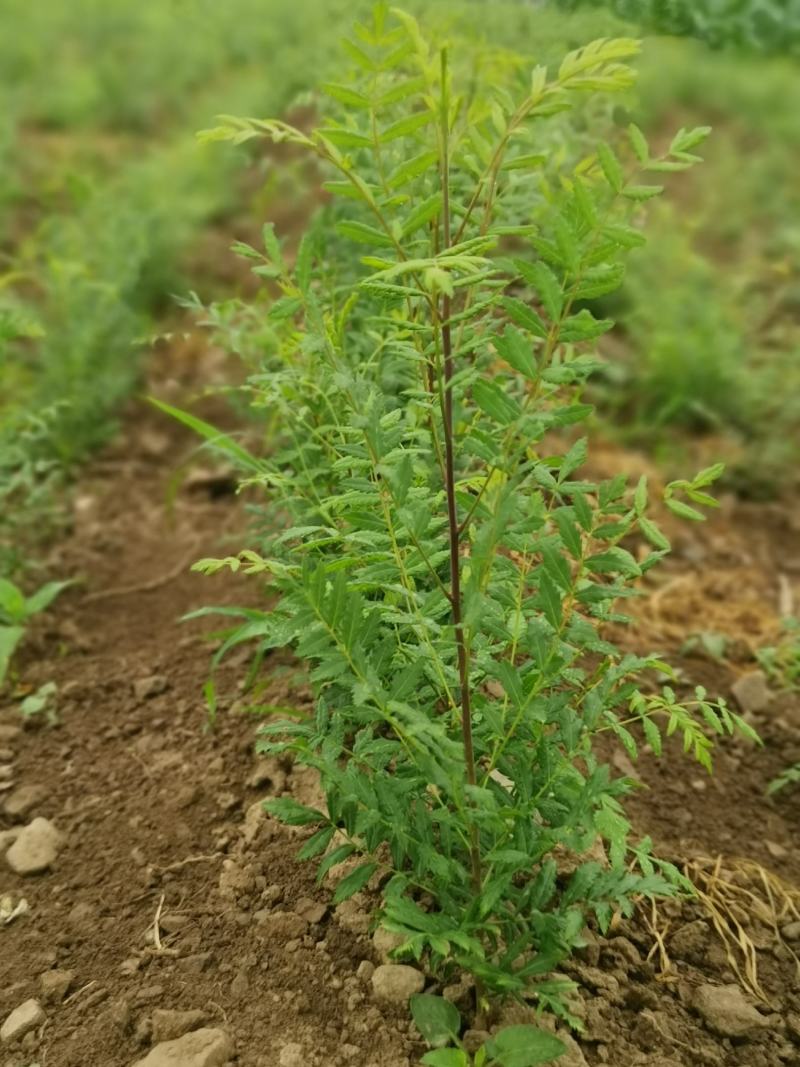 文冠果苗，3o到1米大垅种植裸根苗品质保证