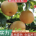 【今日推荐】秋月梨安徽秋月梨大量上市产地直发品质保证