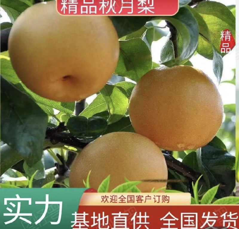 【今日推荐】秋月梨安徽秋月梨大量上市产地直发品质保证