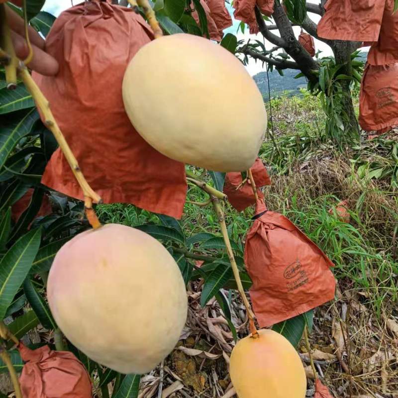 吉禄芒果黄袋吉禄白袋吉禄晒果吉禄光果吉禄