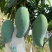 象牙芒四川攀枝花象牙芒光果象牙白袋象牙黄袋象牙