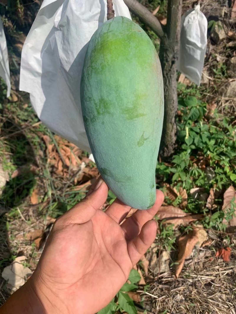 象牙芒四川攀枝花象牙芒光果象牙白袋象牙黄袋象牙