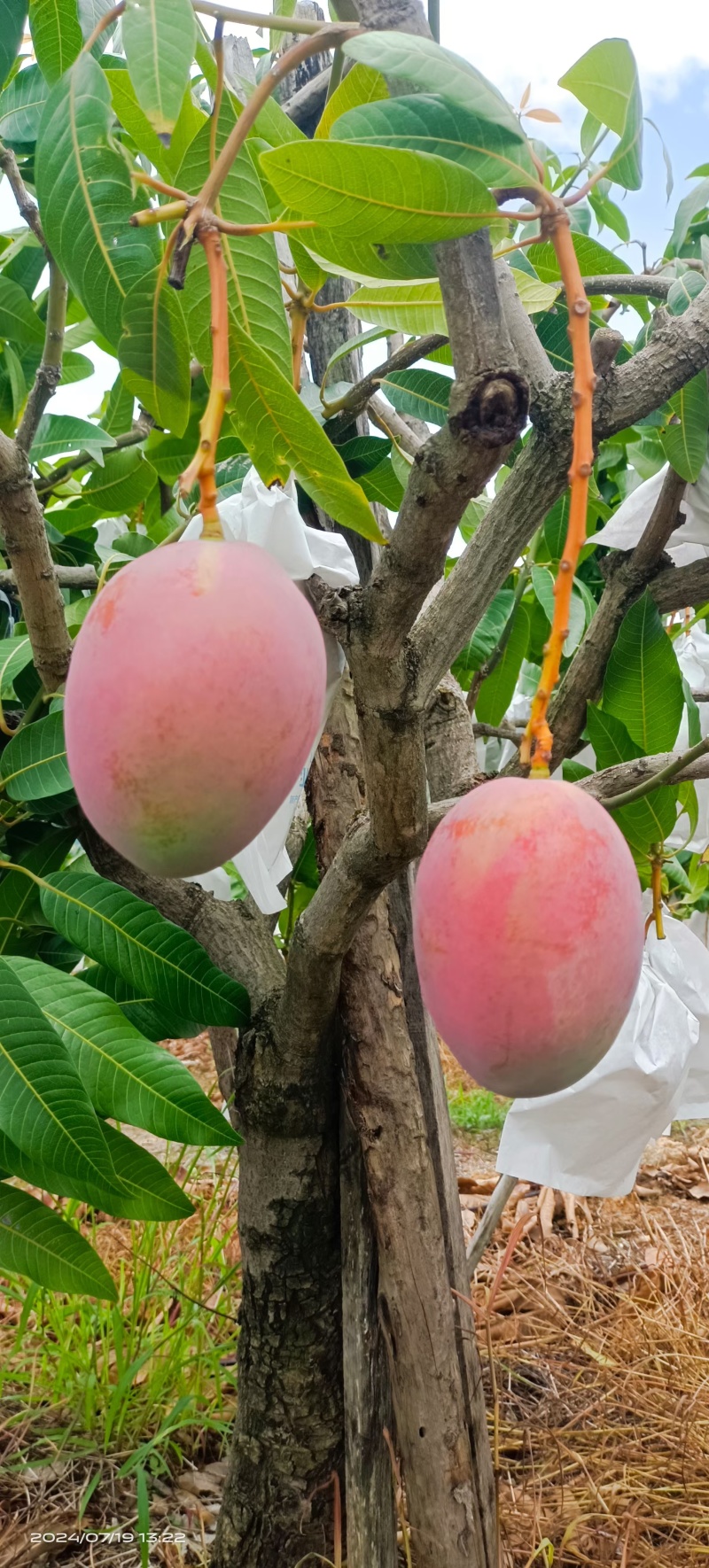 象牙芒四川攀枝花象牙芒光果象牙白袋象牙黄袋象牙