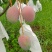 象牙芒四川攀枝花象牙芒光果象牙白袋象牙黄袋象牙