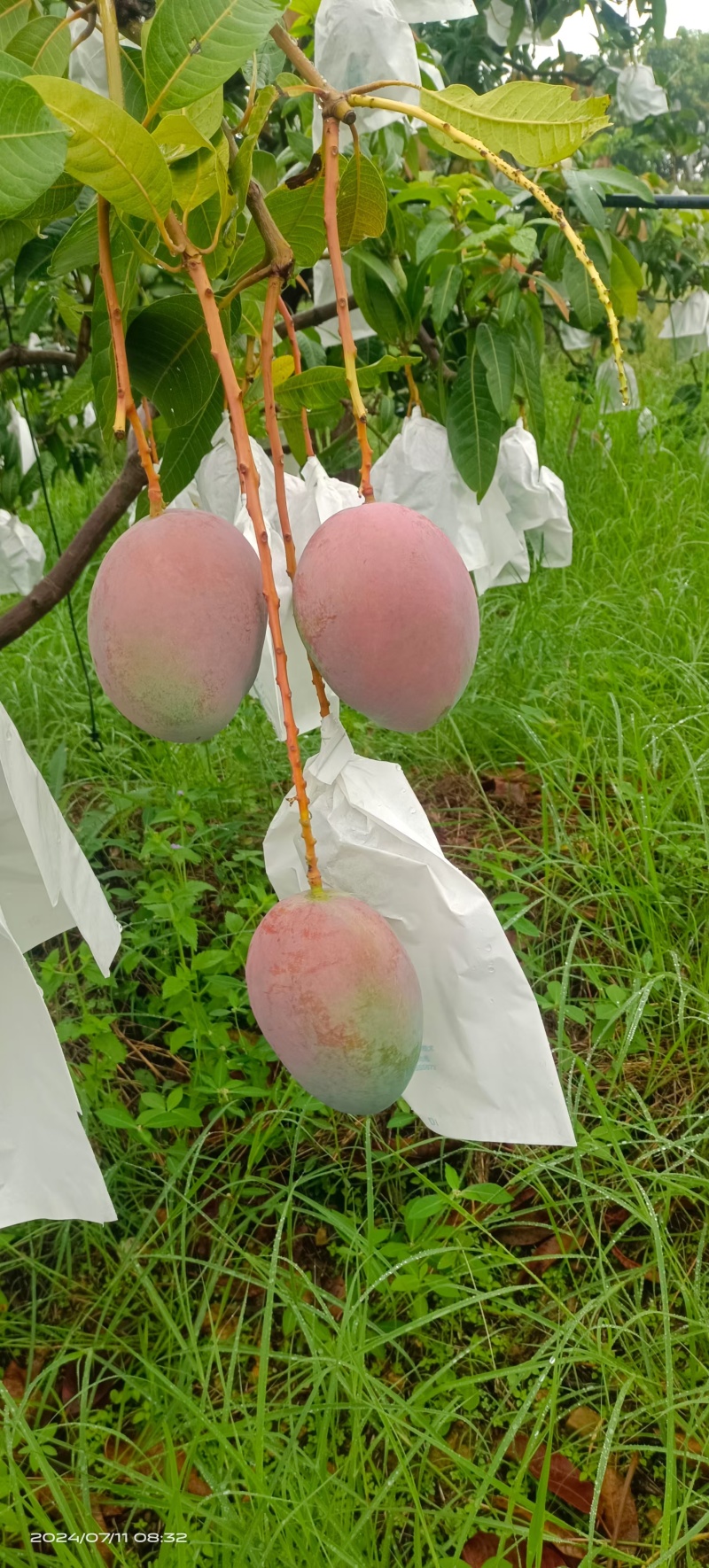 象牙芒四川攀枝花象牙芒光果象牙白袋象牙黄袋象牙