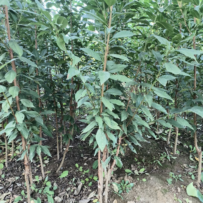 李子苗2年嫁接根系发达当年结果蜂糖李子苗