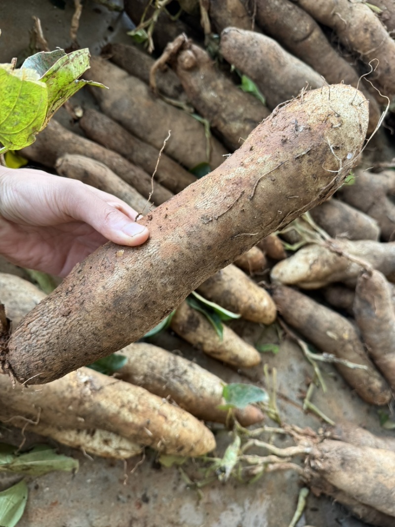 灵芝山药精品直条秤砣山药稳定货源上市敬请联系