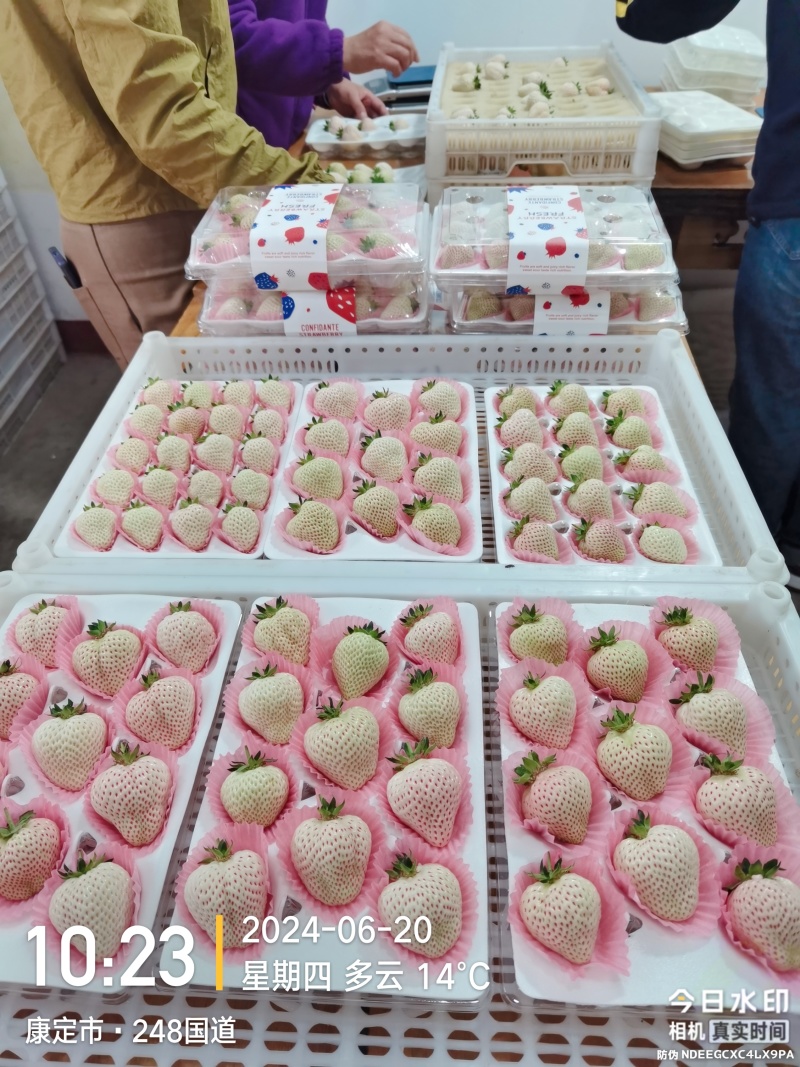四川高原白草莓淡雪草莓上市早，挑战全网好吃的白草莓
