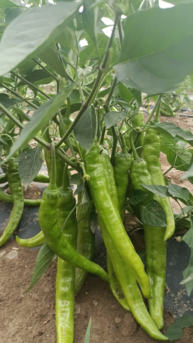 露天鲜辣椒