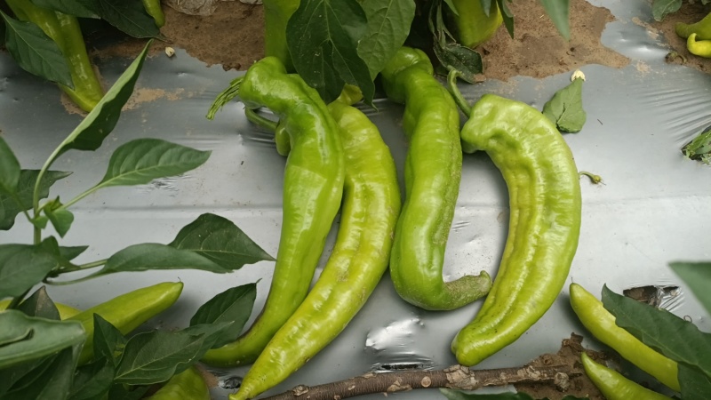 露天鲜辣椒