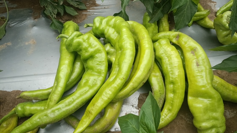 露天鲜辣椒