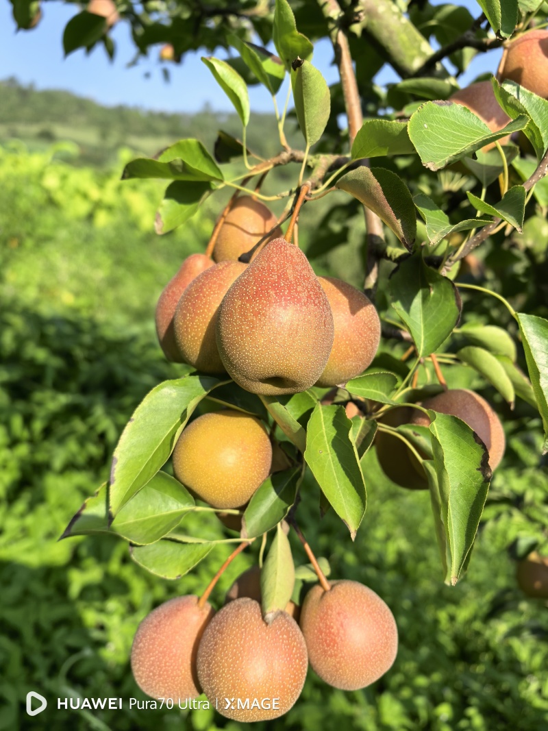 葫芦梨小蜜梨涩梨水泡梨