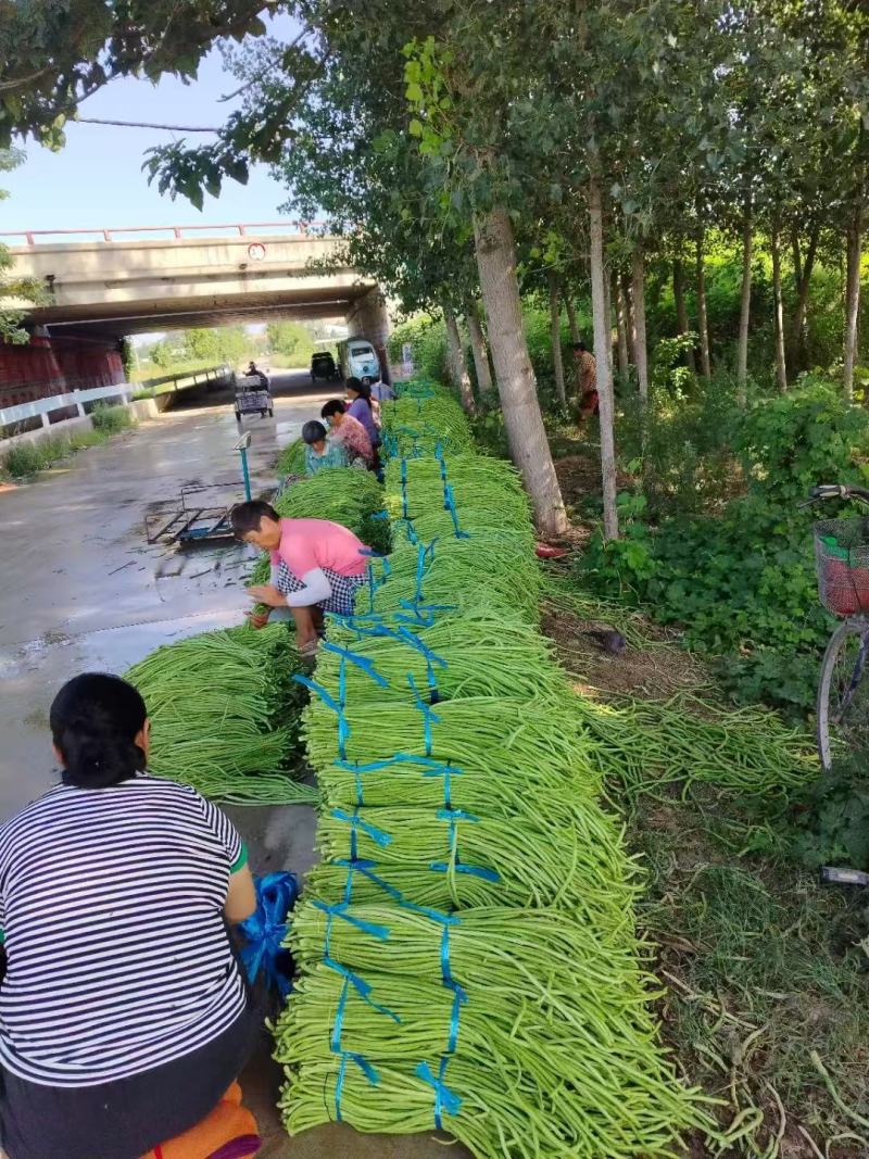 长豆角，长青条，绿油油豇豆。通货，精品，次品