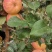 蜜翠苹果