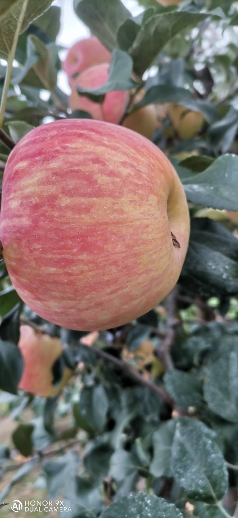 蜜翠苹果