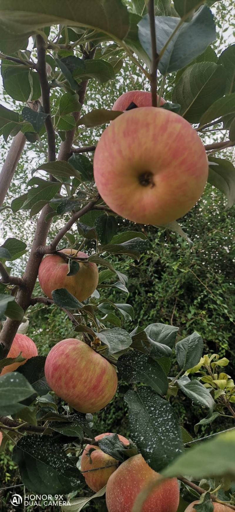 蜜翠苹果