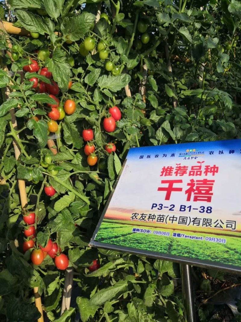 千禧圣女果/黄色圣女果苗
