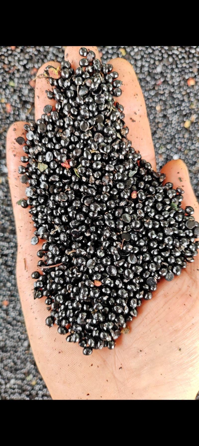 花椒籽陕西韩城精品花椒籽大量供应全国供货量大价优欢迎电联