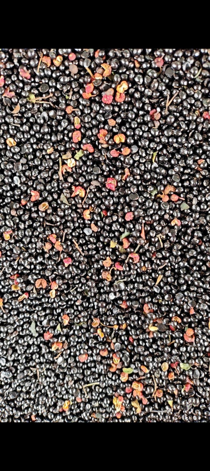 花椒籽陕西韩城精品花椒籽大量供应全国供货量大价优欢迎电联