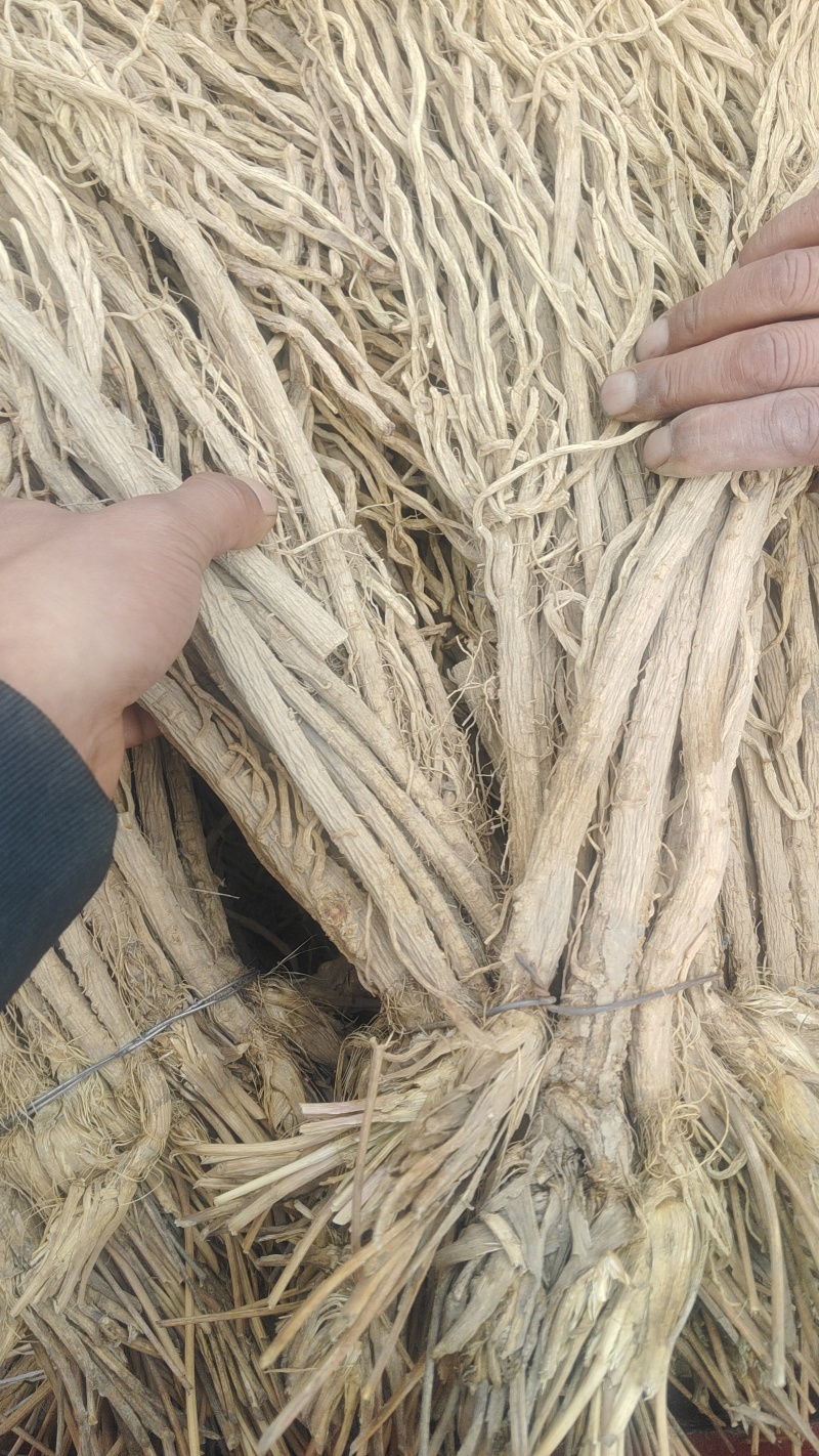 甘肃关防风，关防风，精品防风大统货，统货