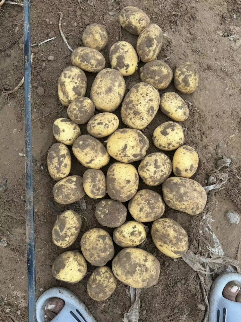 沃土5号土豆大量供应产地一手货源代发全国