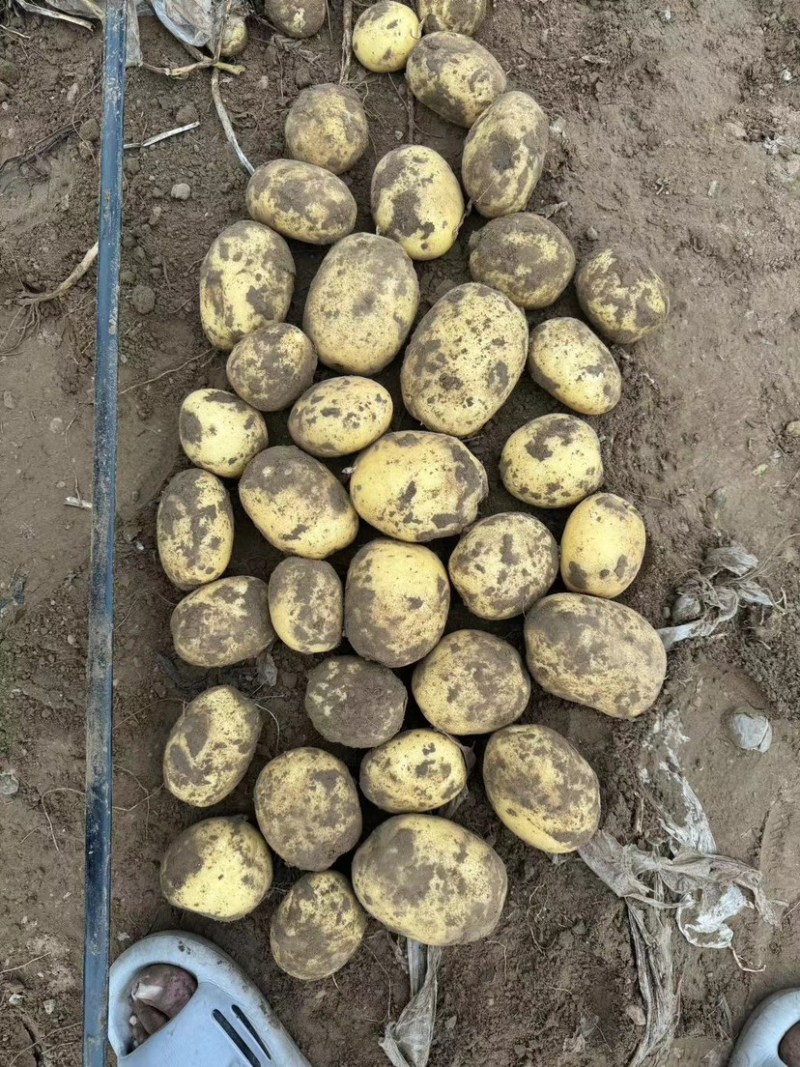 沃土5号土豆大量供应产地一手货源代发全国