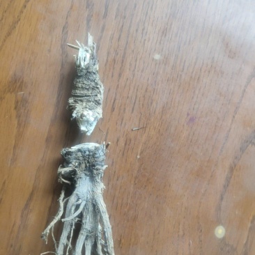 走马芹