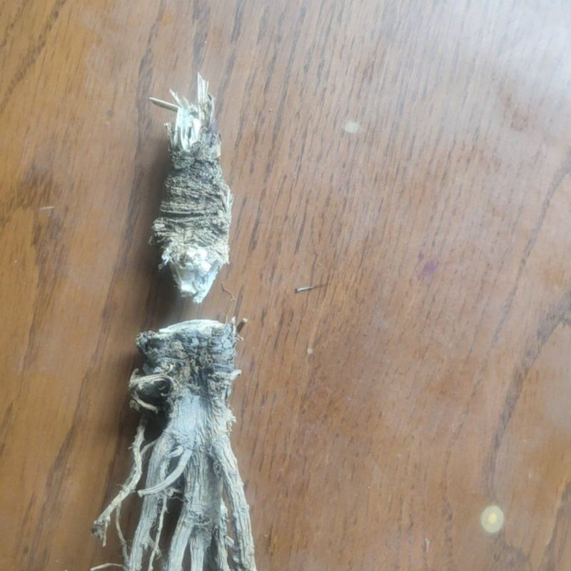 走马芹