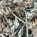 车前草野生，出产地贵州遵义绥阳县，全草无硫干货
