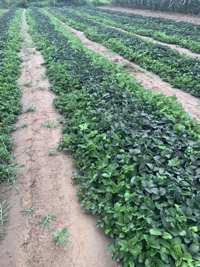 红颜久久基质苗假植苗裸根苗脱毒苗