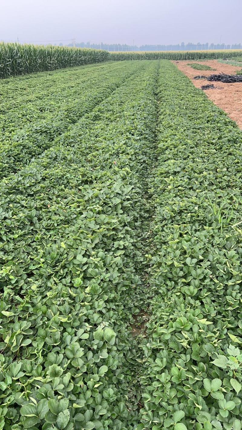 红颜久久基质苗假植苗裸根苗脱毒苗