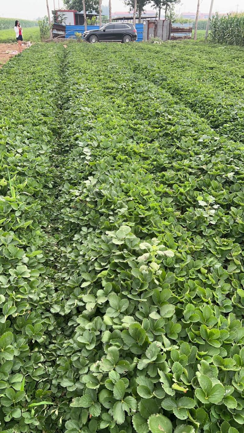 红颜久久基质苗假植苗裸根苗脱毒苗