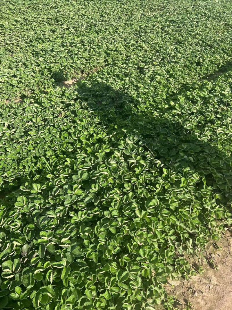 红颜久久基质苗假植苗裸根苗脱毒苗