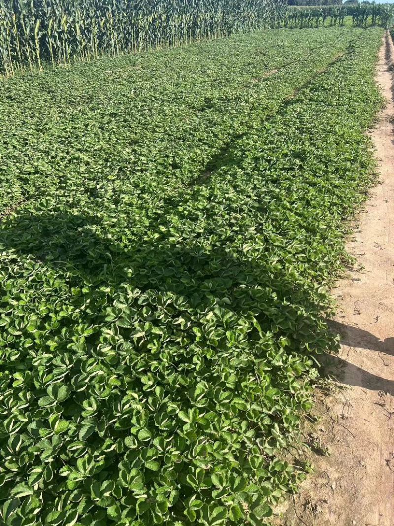 红颜久久基质苗假植苗裸根苗脱毒苗