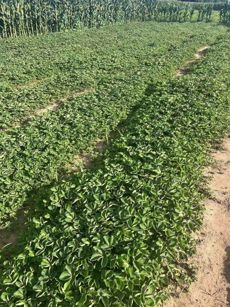 红颜久久基质苗假植苗裸根苗脱毒苗