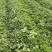 红颜久久基质苗假植苗裸根苗脱毒苗