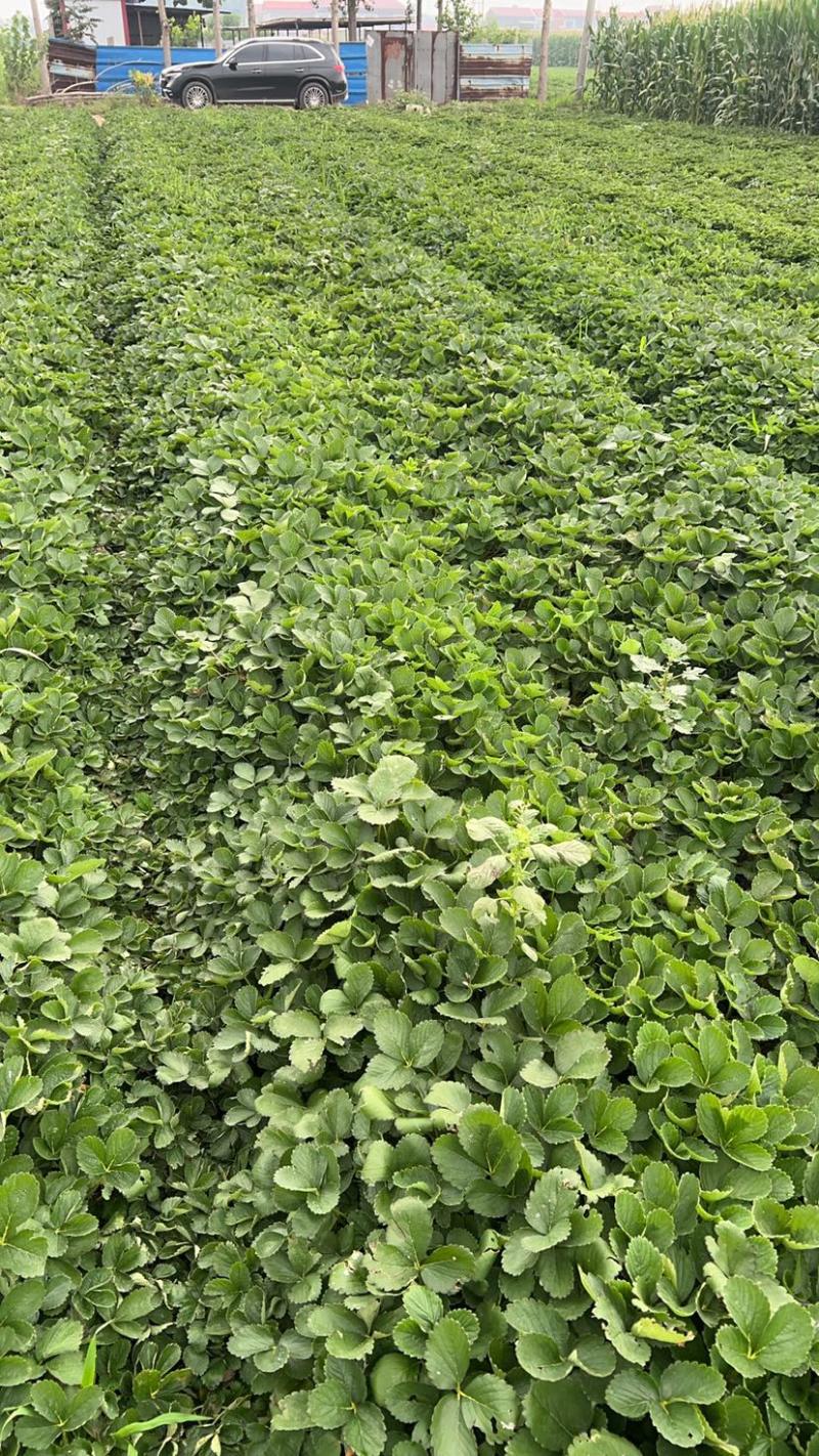 红颜久久基质苗假植苗裸根苗脱毒苗