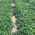红颜久久基质苗假植苗裸根苗脱毒苗