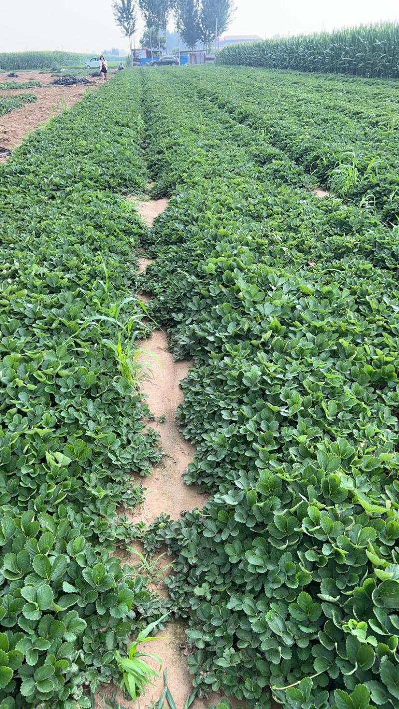 红颜久久基质苗假植苗裸根苗脱毒苗