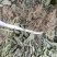 车前草野生，出产地贵州遵义绥阳县，全草无硫干货