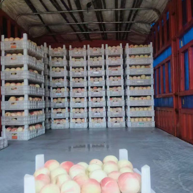 永连蜜桃，水蜜桃，千亩桃园基地，永连桃，大量上市中联系我
