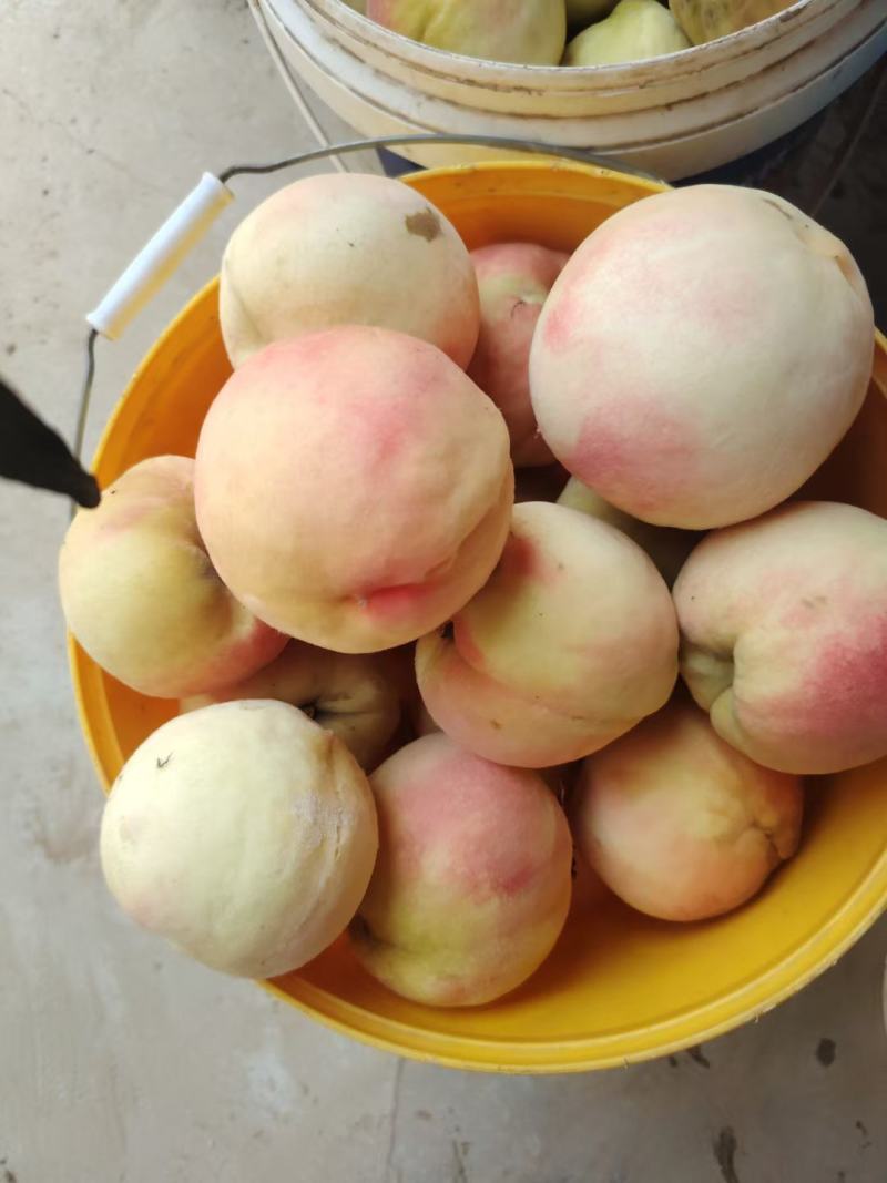 永连蜜桃，水蜜桃，千亩桃园基地，永连桃，大量上市中联系我