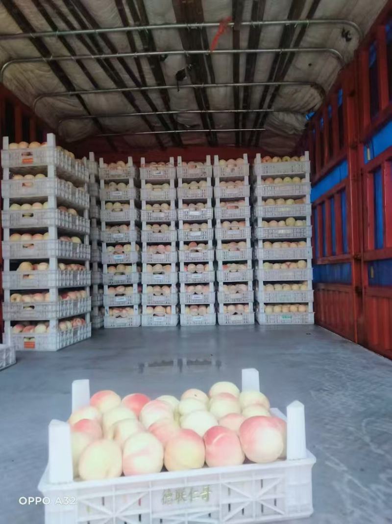 永连蜜桃，水蜜桃，千亩桃园基地，永连桃，大量上市中联系我