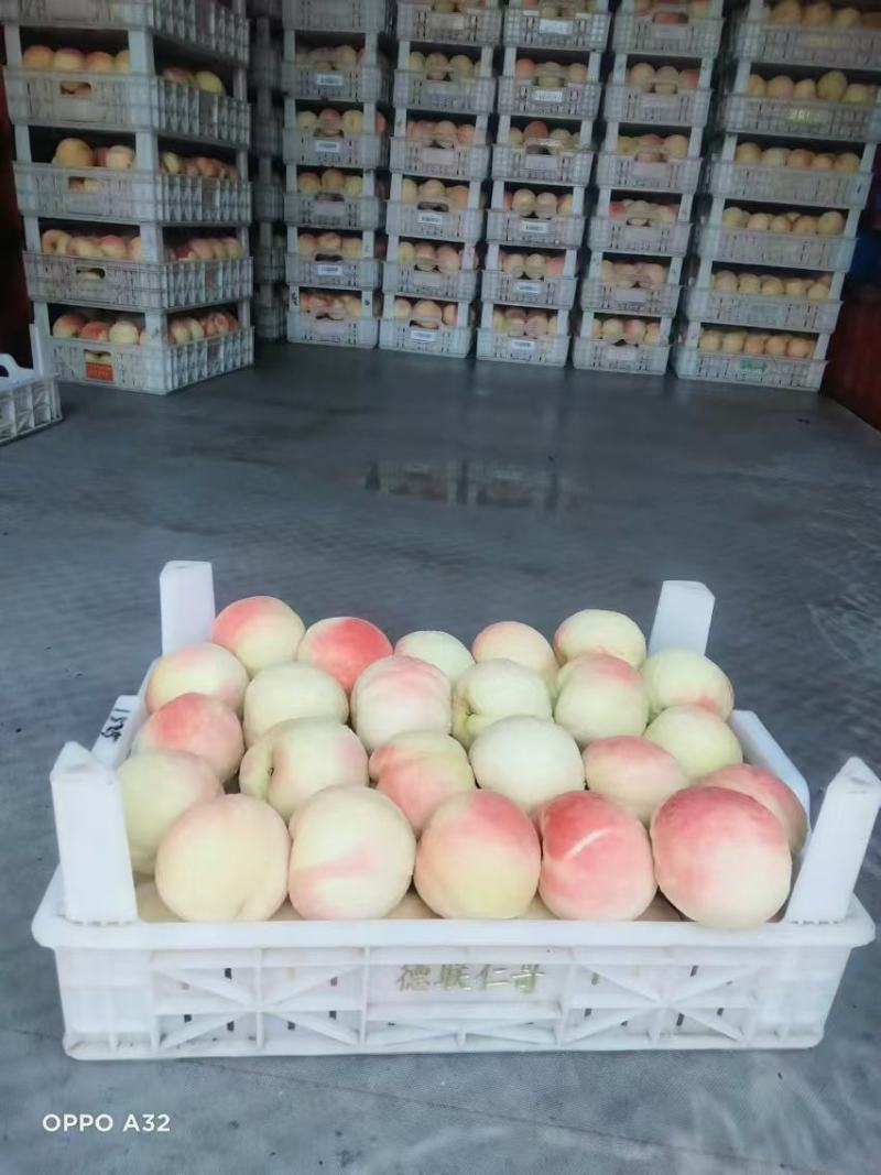 永连蜜桃，水蜜桃，千亩桃园基地，永连桃，大量上市中联系我