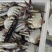 切蟹，价格便宜，品质高，规格齐全，欢迎咨询