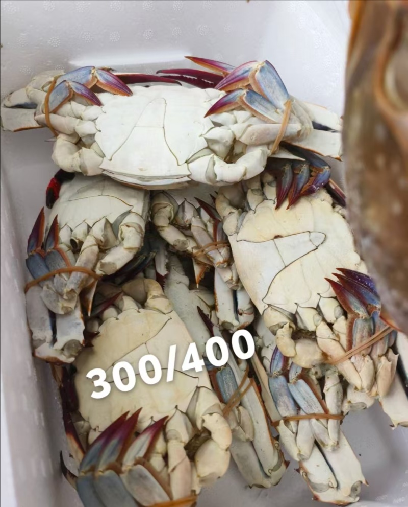 梭子蟹，各种规格，品质好，价格低，货源充足，欢迎咨询