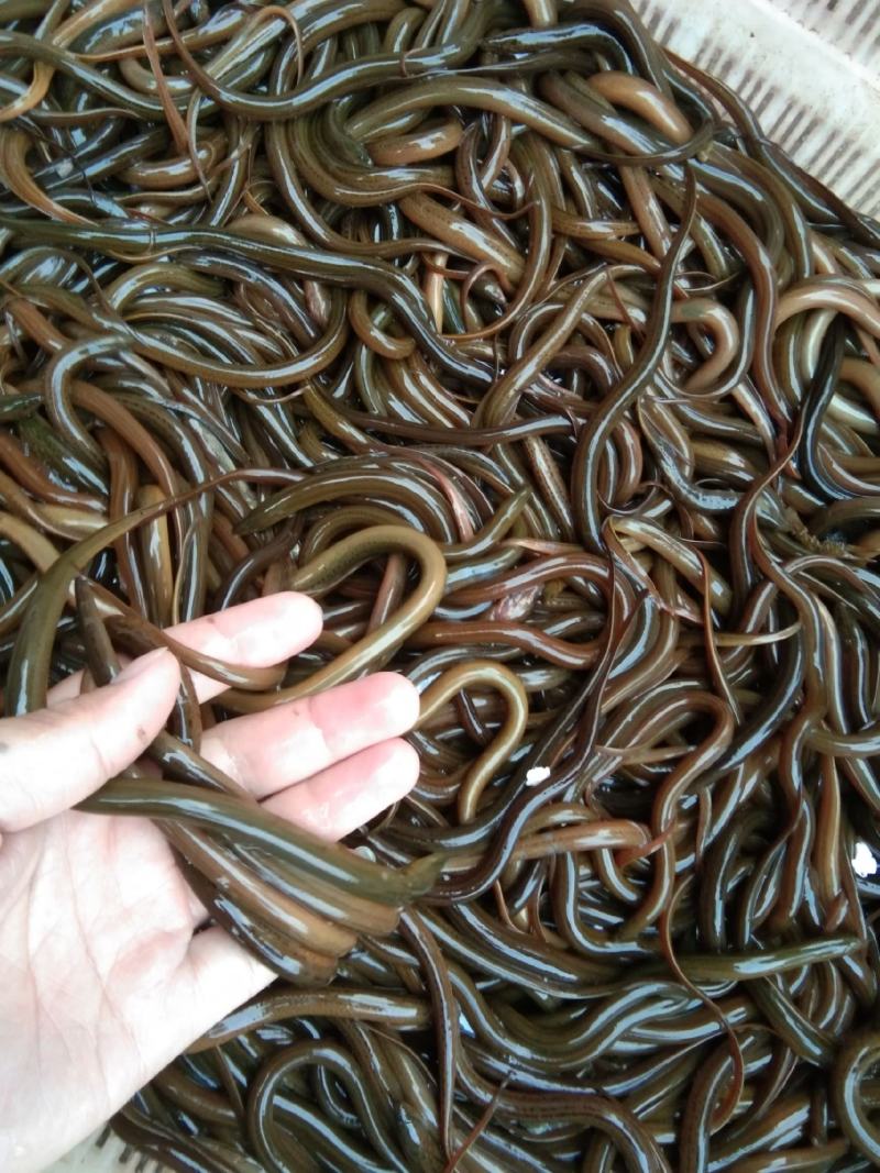黄鳝苗批发，优质黄鳝苗大量出售，鳝鱼苗养殖售后服务跟踪
