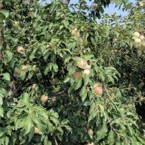 江苏丰县早熟红露苹里以大量上市