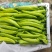 辽宁凌海冷棚牛角椒20厘米